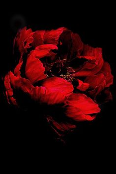 a red flower on a black background