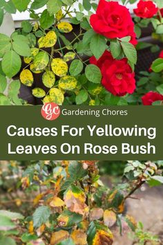 red roses with green leaves in the background and text that says, cause for yellowing leaves