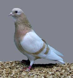 a bird standing on top of a pile of wood chips