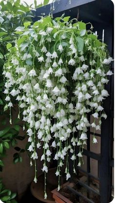 white flowers are hanging from the side of a building in front of potted plants