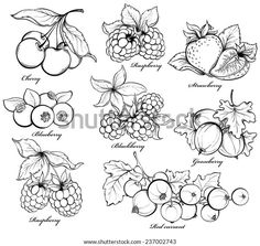 black and white drawing of different types of fruit on a white background with the names of them