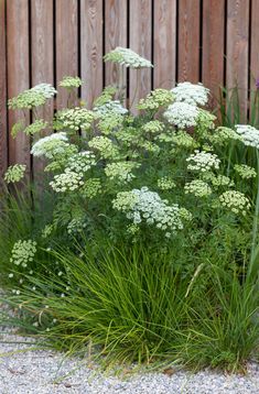 some white flowers and green grass in front of a wooden fence