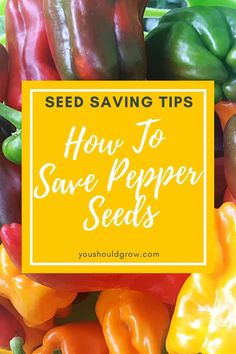 colorful peppers with the words seed saving tips how to save pepper seeds in yellow frame