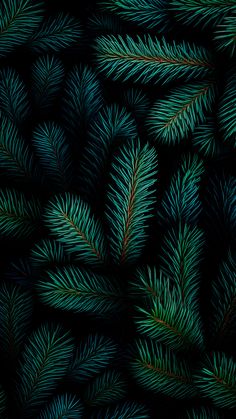 green pine needles on a black background