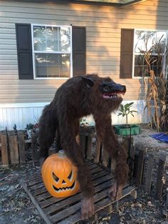 an animal that is on top of a wooden pallet with a pumpkin in it's mouth