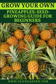 a pile of pineapples with the title grow your own pineapple seed growing guide for beginners