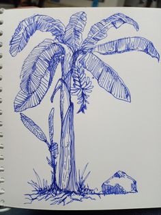 a drawing of a banana tree in blue ink