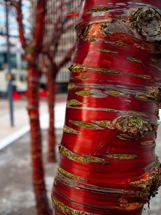 the trunk of a tree with red bark