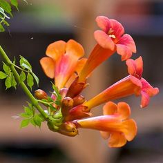 an orange and red flower with green stems