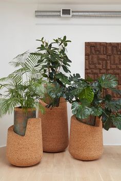 three potted plants sitting on top of a wooden floor