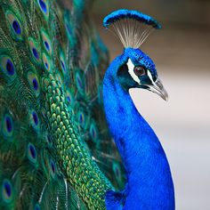 a peacock with its feathers spread out and it's head turned to the side