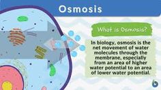 an image of what is osmosis? in biology, osmosis is the net movement through the membrane, especially from areas of higher water and lower potential to lower