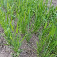 some very pretty green plants growing in the dirt and grass on the side of the road