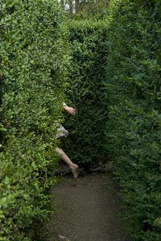 a man is walking through the middle of a hedge maze