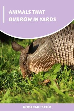 an armadile with the words animals that burrow in yards