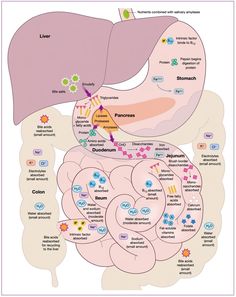 the liver and its functions are labeled in this diagram, which shows the location of each organ