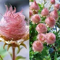 three different types of pink flowers with green leaves