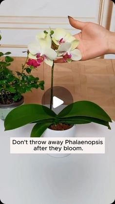 Gardening Soul on Instagram: "Regenerating orchids continue to bloom #gardeningfun #gardening_feature #urbangardening #gardeninguk #gardeningphoto #gardeningistherapy #gardening101 #gardeningisfun #gardeningtime #gardeningday #gardeningproblems #gardeninggoals #gardeningideas #gardeninglove #gardening4pleasure #gardeningtips #gardeningmakesmehappy" Care Of Orchids, Gardening Products, Hummingbird Plants, Garden Inspo, Orchid Plant