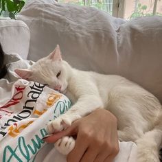 a white cat laying on top of a couch next to a person holding a blanket