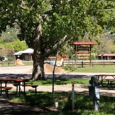 several picnic tables under a tree in a park