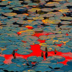 water lilies are floating on the surface of a pond with red and yellow reflections