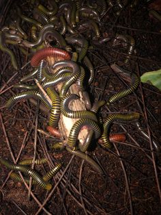 a group of brown and green worms crawling on top of some sticks in the dirt