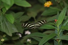 a black and white striped butterfly sitting on top of green leafy plants with yellow flowers in the background