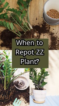 plants and dirt with the words when to reppot zz plant? on it