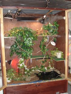 an indoor plant is growing in a wooden box