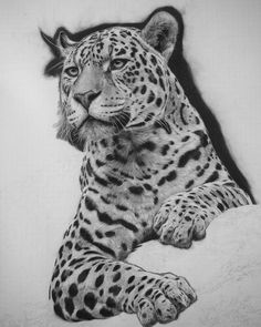 a pencil drawing of a leopard laying down