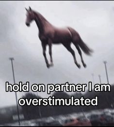 a horse is jumping in the air with words above it that read hold on partner i am overstimulated