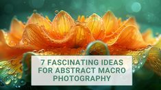 an orange flower with water droplets on it and the words 7 fascinating ideas for abstract macro photography