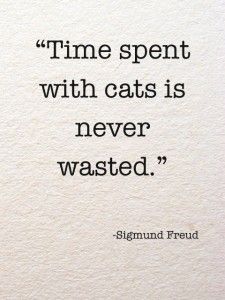 a quote that reads time spent with cats is never wasted