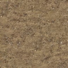 the ground is covered in dirt and small rocks, with little bits of grass growing on it