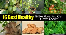 the top 10 best healthy edible plants you can grow indoors