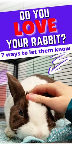 Looking to deepen your connection with your bunny? Check out our article for practical tips on how to make a bunny love you and create a lasting friendship | how to make a bunny love you | how to get your rabbit to love you How To Care For Rabbits, Bunny Care Tips, Rabbit Rattle, Rabbit Litter, Bunny Hutch