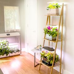 a room with some plants on the shelves