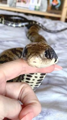 a person holding a small snake in their hand