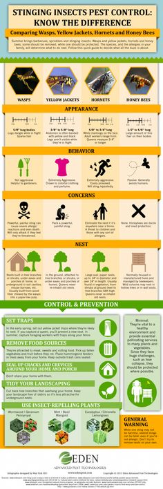 Bees Infographic, Wasp Repellent, Flying Bugs, Wasp Traps, Mosquito Spray, Fun Outdoor Activities, Mosquito Control, Garden Pest Control