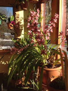 some pink flowers are in pots on the windowsill and one plant is blooming