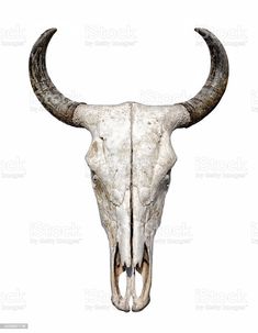 an animal skull with long horns on a white background stock photo - 957982