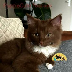 a brown and white cat sitting on top of a couch