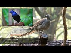 two birds sitting on top of a tree branch in the forest, one is blue and the other is brown