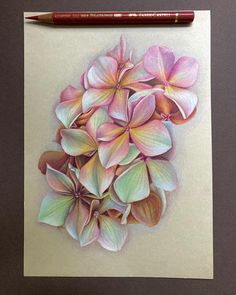 a pencil drawing of pink flowers on paper