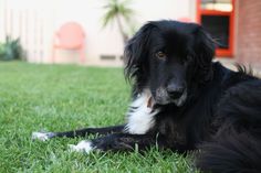 a black and white dog laying on top of a lush green grass covered field next to a building