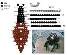 the structure of an insect and its parts