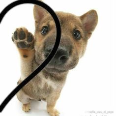 a dog with its paw in the shape of a heart, looking at the camera