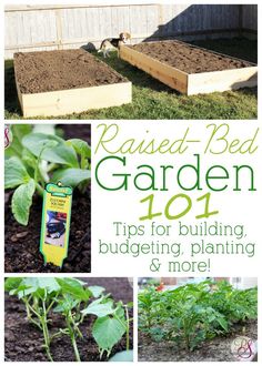 the cover of raised bed garden 101 tips for building budging and more