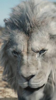 a close up of a white lion with long hair