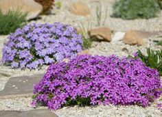 some purple flowers are growing in the gravel